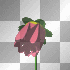 pink blooming flower