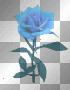blue rose