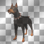 BROWN DOBERMAN