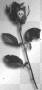 BLACK FLOWER WIT SKULL