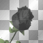 rose2