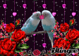 Budgie Love Budgie Love