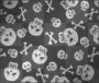 skulls n bones