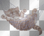 cutie cat