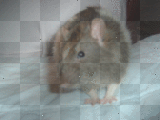 My rat Al