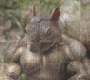 squirrel