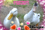 quacked