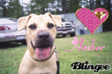 My Puppy Amber My Puppy Amber