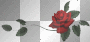 red rose bar