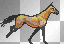Kiger mustang running