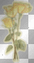 Yellow Roses