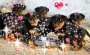 puppys