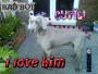 shanz dog