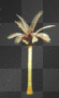 white palm tree