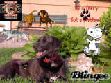 Overcommed by dogs
