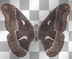 fly away butterfly