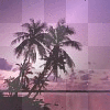 palm
