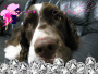 Adorable Doggie