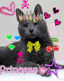 Kitty princess