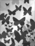 black butterflies