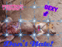 dog dog