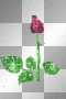PRETTY rose