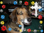 Mii DOG ROCKY