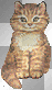 blinking kitty
