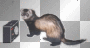 ferret