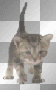 funny kitty