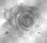 white rose