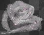 water droplet rose
