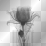flower xray