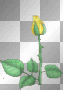 yellow rose
