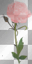 Pink Rose