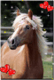 halfinger horse