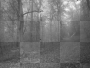 Dark forest