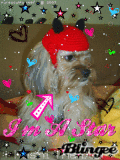 Hoshi The Dog