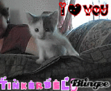 my kitty tinkerbell