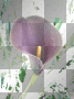 Purple calla