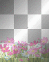 flowers flowers