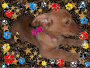 My puppy