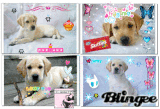 puppiezzz
