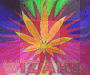 weed