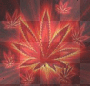 Weed