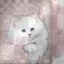 white cat winking at you