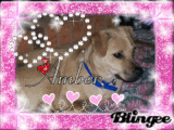 Amber Amber