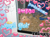 my hamster my hamster