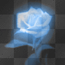 rainbow rose