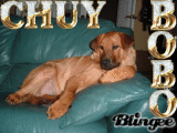 chuy bobo